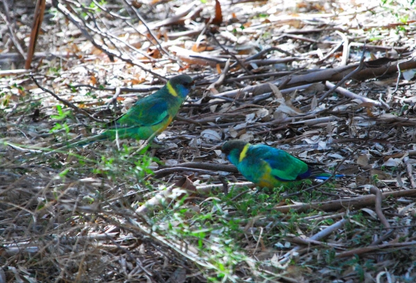 Zdjęcie z Australii - Ringneck Parrots