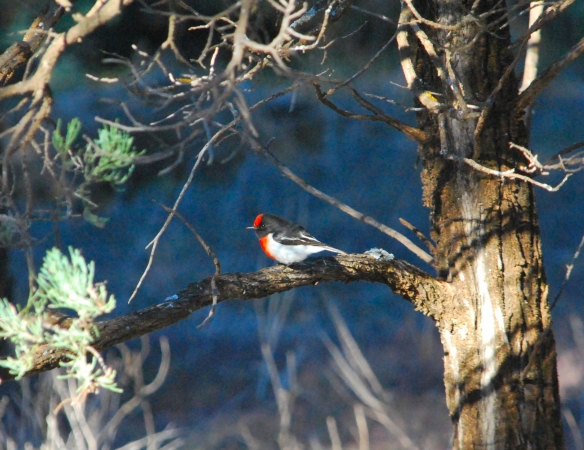 Zdjęcie z Australii - Red-capped robin