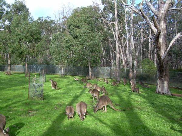 Zdjęcie z Australii - Cleland Wildlife Park