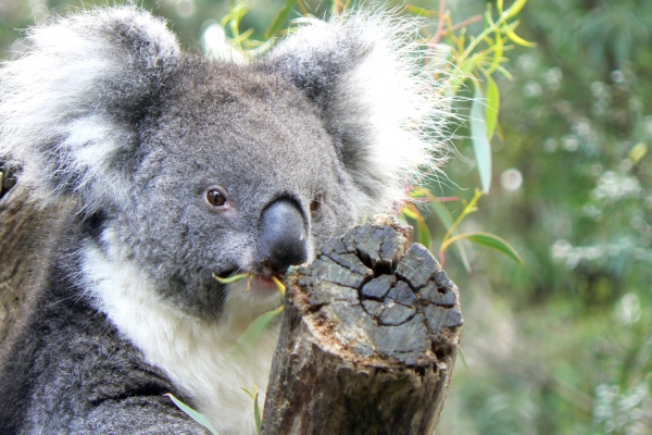 Zdjęcie z Australii - Cleland Wildlife Park