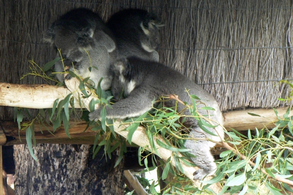 Zdjęcie z Australii - Cleland Wildlife Park