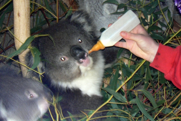 Zdjęcie z Australii - Cleland Wildlife Park