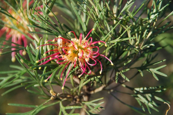 Zdjęcie z Australii - Australijska flora