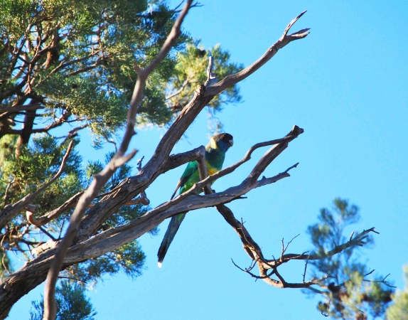 Zdjęcie z Australii - Ringneck Parrot