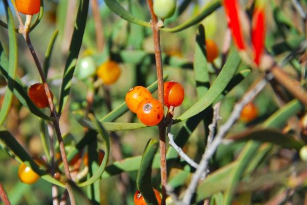 Zdjęcie z Australii - Australijska flora