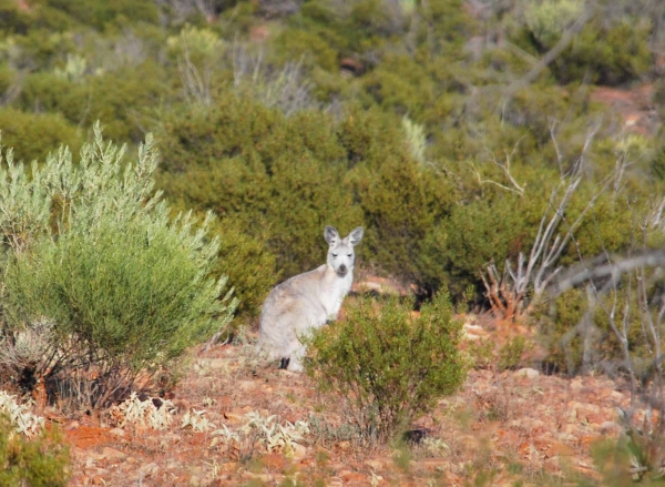 Zdjęcie z Australii - Ciekawski wallaroo