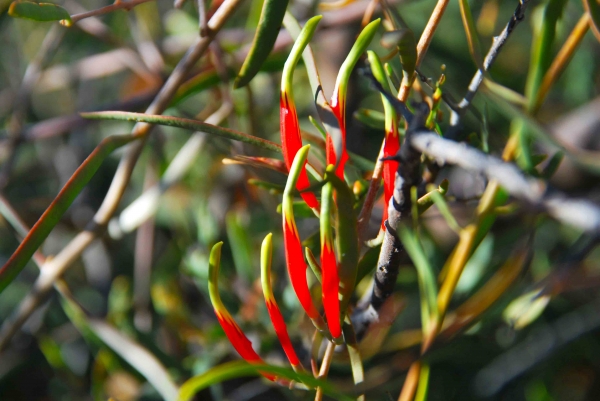 Zdjęcie z Australii - Australijska flora