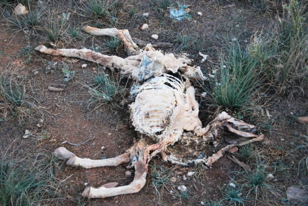 Zdjęcie z Australii - Tyle zostalo z owcy
