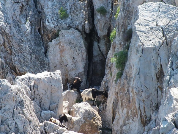 Zdjęcie z Włoch - Capri