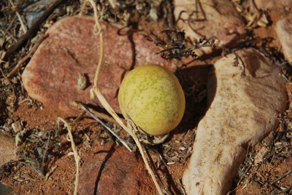 Zdjęcie z Australii - Rosliny przypominajace 