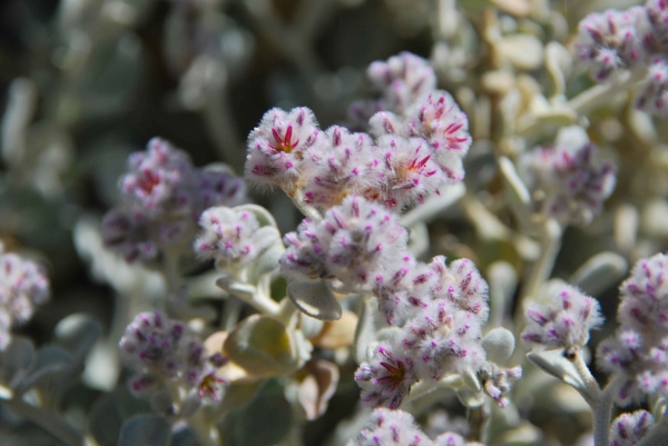 Zdjęcie z Australii - Australijska flora
