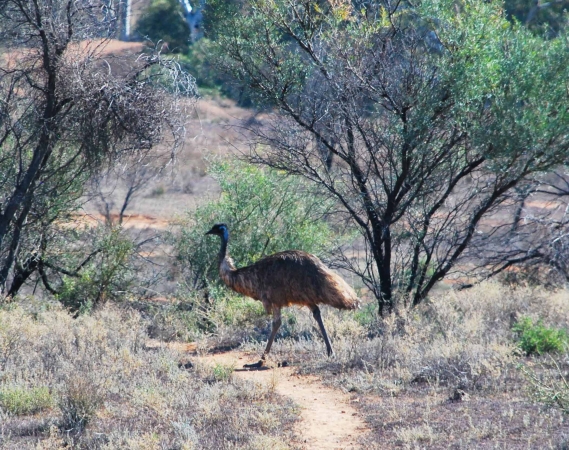 Zdjęcie z Australii - Emu przechodzacy