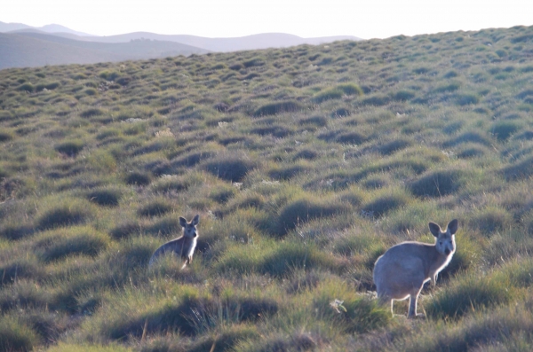 Zdjęcie z Australii - Wallaroo - male i puchate