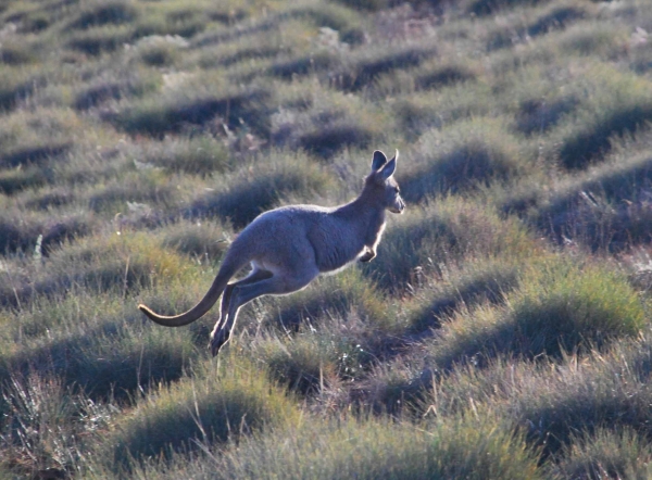 Zdjęcie z Australii - Wallaroo