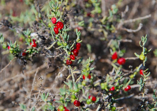 Zdjęcie z Australii - Australijska flora