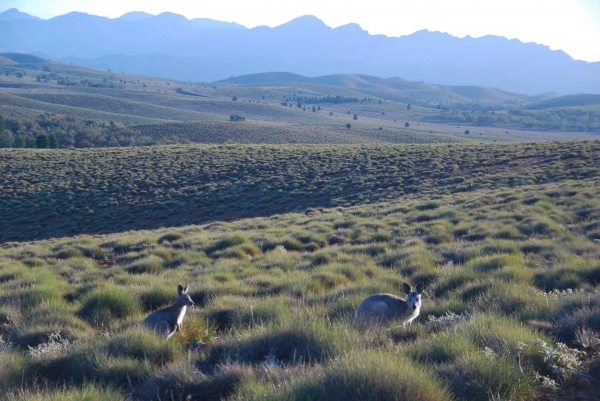 Zdjęcie z Australii - Krajobraz Flinders Ranges