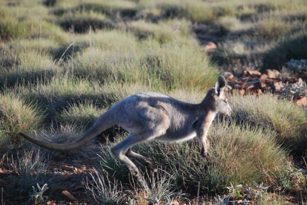 Zdjęcie z Australii - Wallaroo