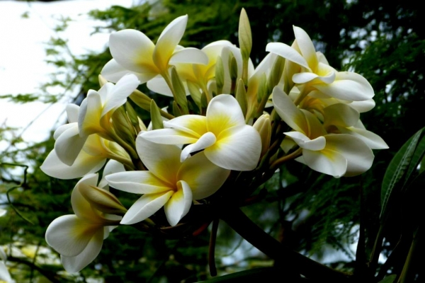 Zdjęcie z Hiszpanii - frangipani na Teneryfie