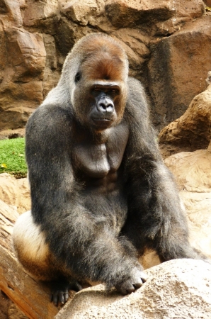 Zdjęcie z Hiszpanii - Gorillas