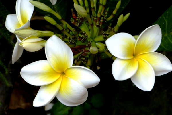 Zdjęcie z Hiszpanii - Frangipani, proszę pani..