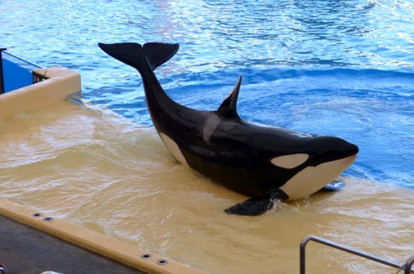 Zdjęcie z Hiszpanii - Orca show