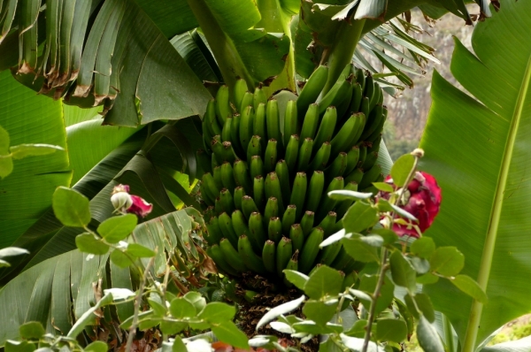 Zdjęcie z Hiszpanii - w bananowym gaju:)