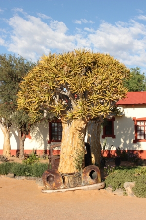 Zdjęcie z Namibii - 