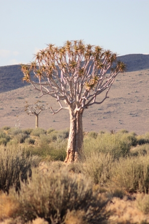 Zdjęcie z Namibii - 