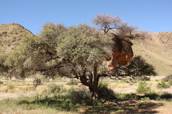 Zdjęcie z Namibii - 