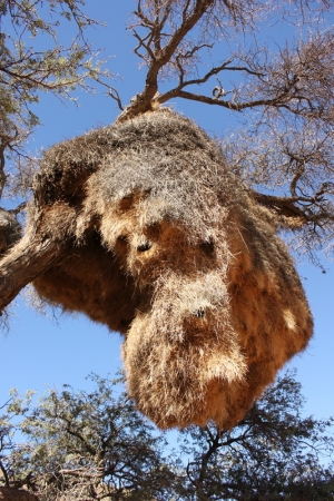 Zdjęcie z Namibii - 
