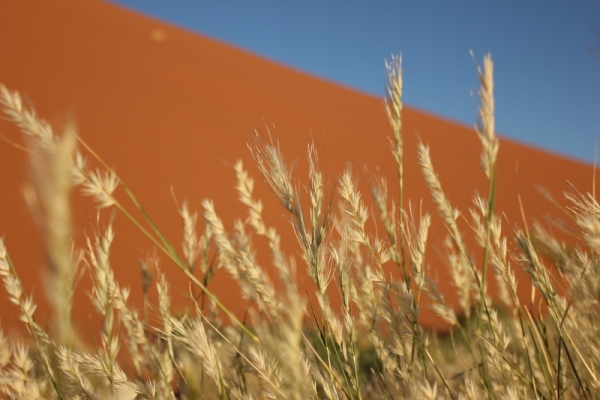 Zdjęcie z Namibii - 