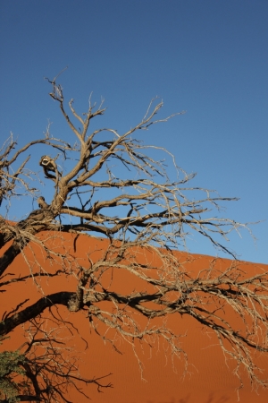 Zdjęcie z Namibii - 