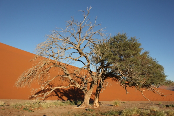 Zdjęcie z Namibii - 