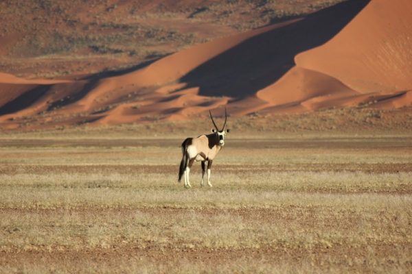 Zdjęcie z Namibii - 