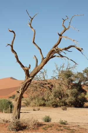 Zdjęcie z Namibii - 