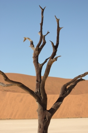 Zdjęcie z Namibii - 
