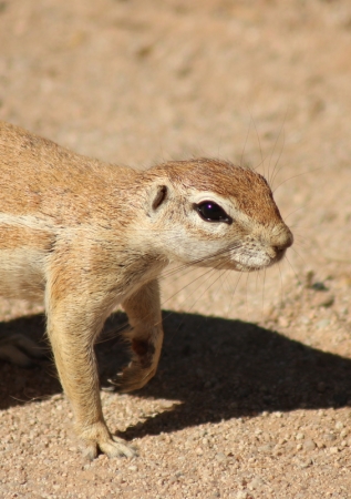Zdjęcie z Namibii - 
