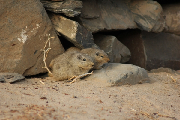 Zdjęcie z Namibii - 