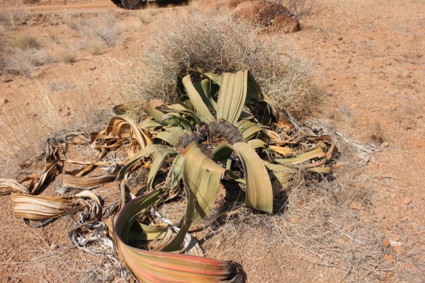 Zdjęcie z Namibii - welwitchia