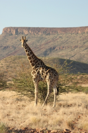 Zdjęcie z Namibii - 