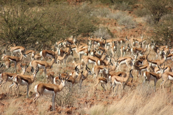 Zdjęcie z Namibii - 