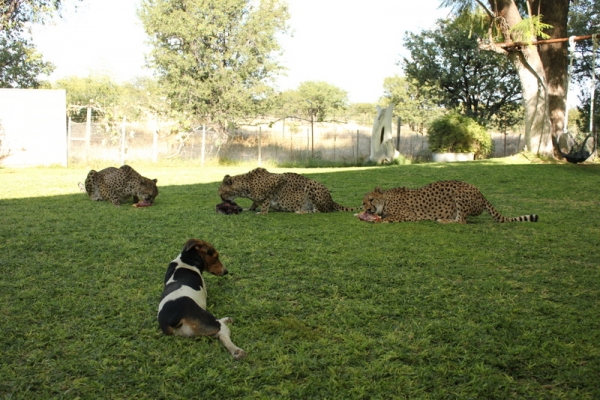 Zdjęcie z Namibii - jak kot z psem