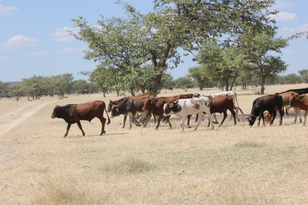 Zdjęcie z Namibii - 