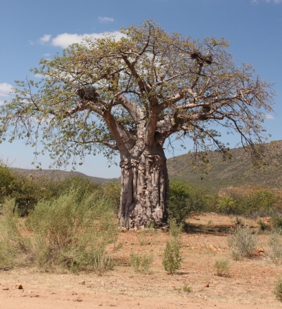 Zdjęcie z Namibii - 