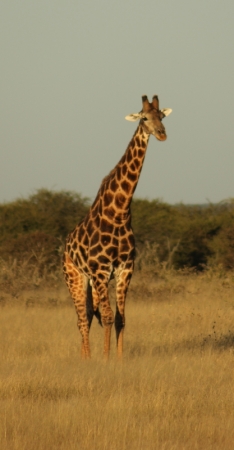 Zdjęcie z Namibii - 