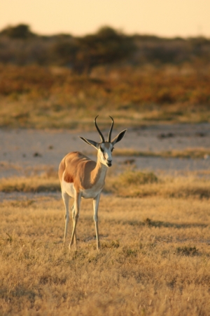 Zdjęcie z Namibii - 
