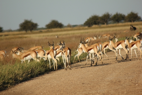 Zdjęcie z Namibii - 