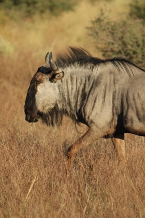 Zdjęcie z Namibii - 