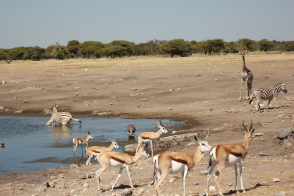Zdjęcie z Namibii - 