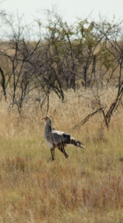 Zdjęcie z Namibii - 